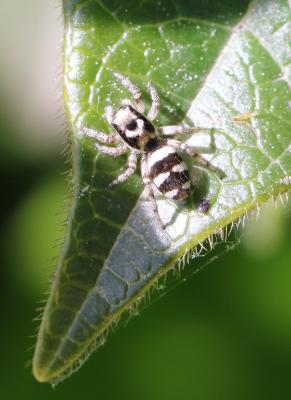Saltique arlequin Salticus scenicus (Clerck, 1758)