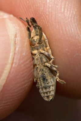  Lixus juncii Boheman, 1835