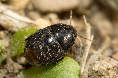  Geotomus punctulatus (A. Costa, 1847)