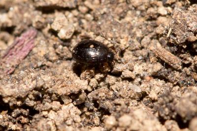  Kissister minimus (Laporte de Castelnau, 1840)
