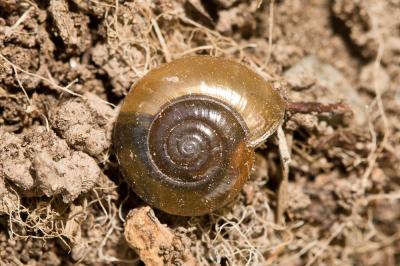Grand luisant Oxychilus draparnaudi (H. Beck, 1837)
