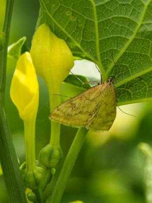  Sitochroa verticalis (Linnaeus, 1758)