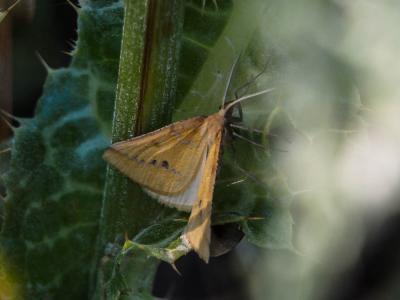 Aspilate ochracée (L') Aspitates ochrearia (Rossi, 1794)
