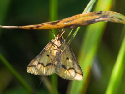 Aspilate ochracée (L') Aspitates ochrearia (Rossi, 1794)