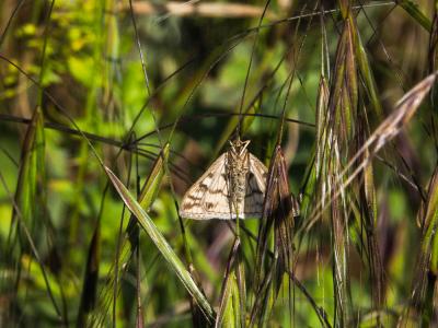  Sitochroa verticalis (Linnaeus, 1758)