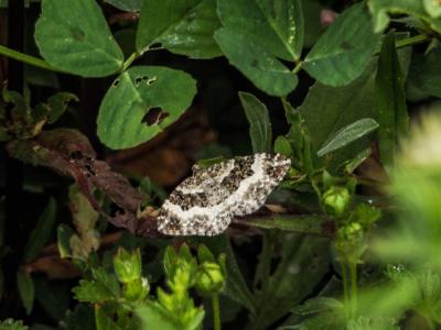 Alternée (L') Epirrhoe alternata (O.F. Müller, 1764)