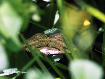 Phalène convexe (La) Costaconvexa polygrammata (Borkhausen, 1794)