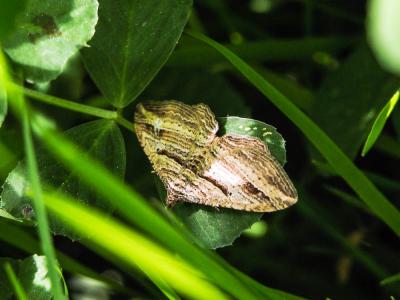 Phalène convexe (La) Costaconvexa polygrammata (Borkhausen, 1794)
