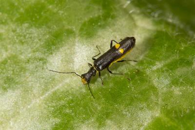 Malthinus scriptus Kiesenwetter, 1852