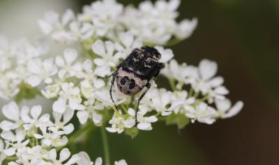 Cétoine punaise Valgus hemipterus (Linnaeus, 1758)