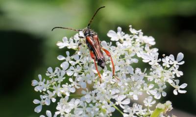 Sténoptère roux Stenopterus rufus (Linnaeus, 1767)