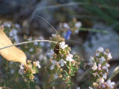  Adela australis (Heydenreich, 1851)
