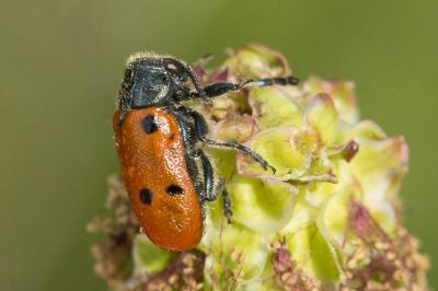  Lachnaia tristigma (Lacordaire, 1848)