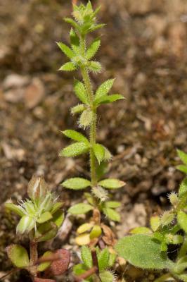 Gaillet des murs Galium murale (L.) All., 1785