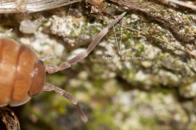  Porcellionides pruinosus (Brandt, 1833)