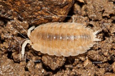  Lucasius pallidus (Budde-Lund, 1885)