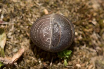  Armadillo officinalis Duméril, 1816