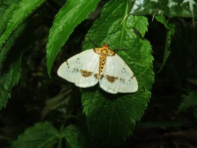 Zérène du Frêne (La), Bizarre (La),  Phalène mérid Abraxas pantaria (Linnaeus, 1767)