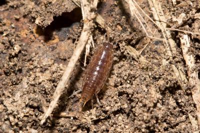  Chaetophiloscia elongata (Dollfus, 1884)