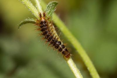Panache jaune Drilus flavescens (Geoffroy in Fourcroy, 1785)