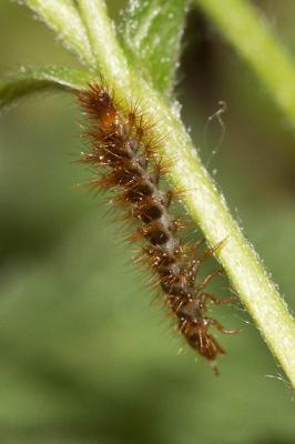Panache jaune Drilus flavescens (Geoffroy in Fourcroy, 1785)