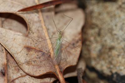  Limoniidae Rondani, 1856