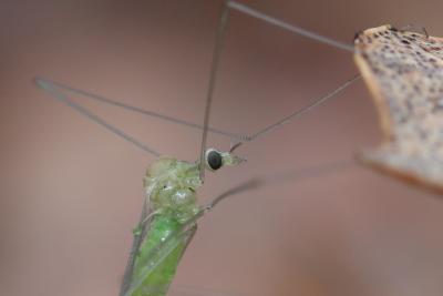  Limoniidae Rondani, 1856