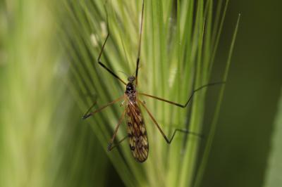  Limonia maculipennis (Meigen, 1818)