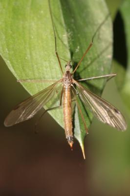  Austrolimnophila ochracea (Meigen, 1804)