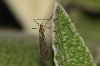  Trichocera annulata Meigen, 1818