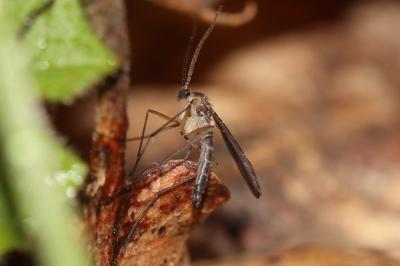  Sciaridae Billberg, 1820