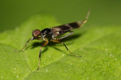  Tachydromia Meigen, 1803