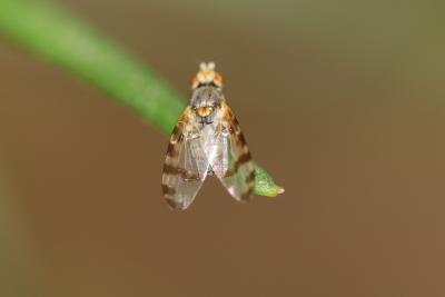  Sphenella marginata (Fallén, 1814)