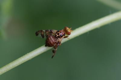  Goniglossum wiedemanni (Meigen, 1826)