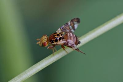  Goniglossum wiedemanni (Meigen, 1826)