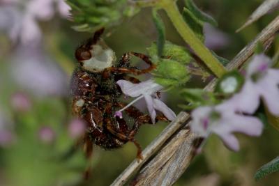  Myopa buccata (Linnaeus, 1758)
