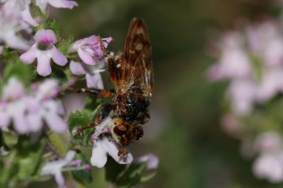  Myopa buccata (Linnaeus, 1758)