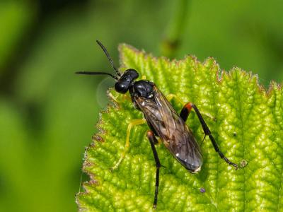 Mouche-à-scie noire, à points de devant jaunes & m Macrophya rufipes (Linnaeus, 1758)