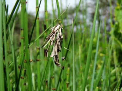  Canephora hirsuta (Poda, 1761)