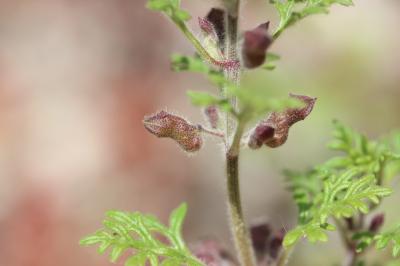 Germandrée botryde Teucrium botrys L., 1753