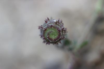 Luzerne de Gérard, Luzerne rigide Medicago rigidula (L.) All., 1785