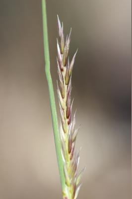 Piptathérum bleuâtre Piptatherum caerulescens (Desf.) P.Beauv., 1812