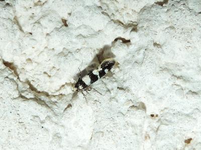  Denisia luctuosella (Duponchel, 1840)