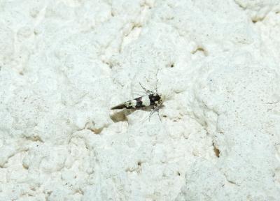  Denisia luctuosella (Duponchel, 1840)