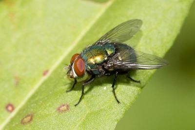 Mouche verte, Mouche dorée Lucilia caesar (Linnaeus, 1758)