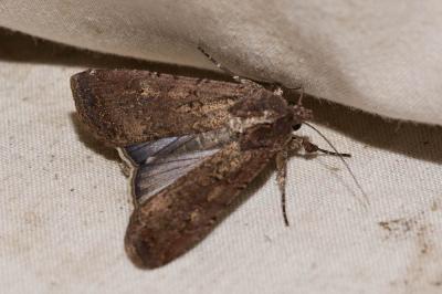 Noctuelle blessée (La) Peridroma saucia (Hübner, 1808)