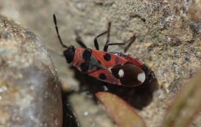  Horvathiolus superbus (Pollich, 1781)