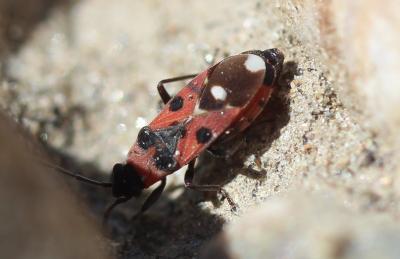  Horvathiolus superbus (Pollich, 1781)