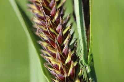 Laîche des marais, Laîche fausse, Laîche aiguë, La Carex acutiformis Ehrh., 1789