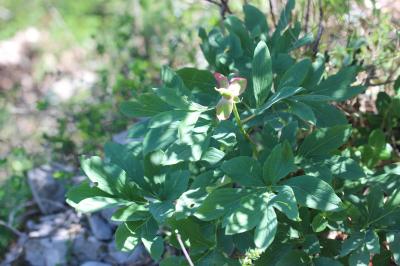 Pivoine officinale Paeonia officinalis L., 1753